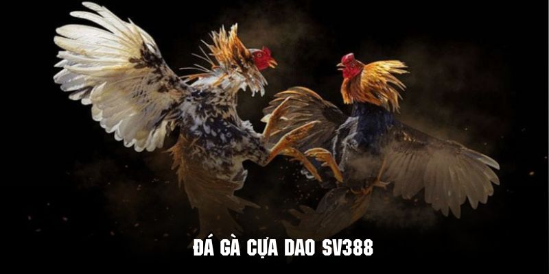 Đá Gà SV388 - Thỏa Mãn Đam Mê Cùng Đấu Trường Quốc Tế Đá gà cựa dao là một loại hình nóng bỏng được nhiều hội viên đón nhận