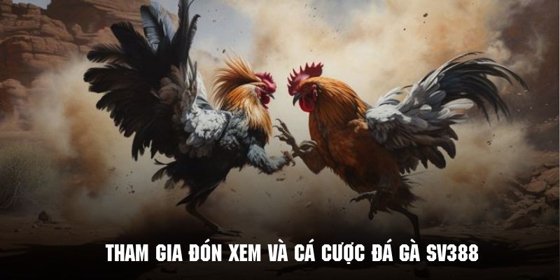 Đá Gà SV388 - Thỏa Mãn Đam Mê Cùng Đấu Trường Quốc Tế Một số thao tác chính trong quy trình đón xem và cá cược đá gà SV388