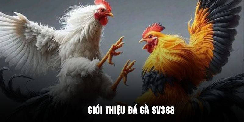 Đá Gà SV388 - Thỏa Mãn Đam Mê Cùng Đấu Trường Quốc Tế Tìm hiểu vài nét về sảnh đá gà SV388 nổi tiếng