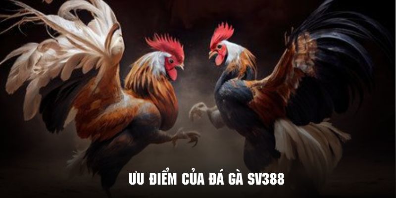 Đá Gà SV388 - Thỏa Mãn Đam Mê Cùng Đấu Trường Quốc Tế Những yếu tố nổi bật tạo nên sự độc đáo cho sảnh đá gà SV388