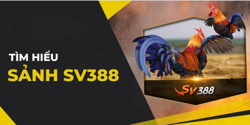 Tìm hiểu về sảnh cược đá gà Sv388