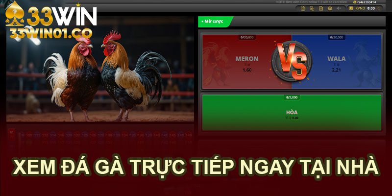 33WIN Xem trực tiếp đá gà online ngay tại nhà trên nền tảng 33WIN