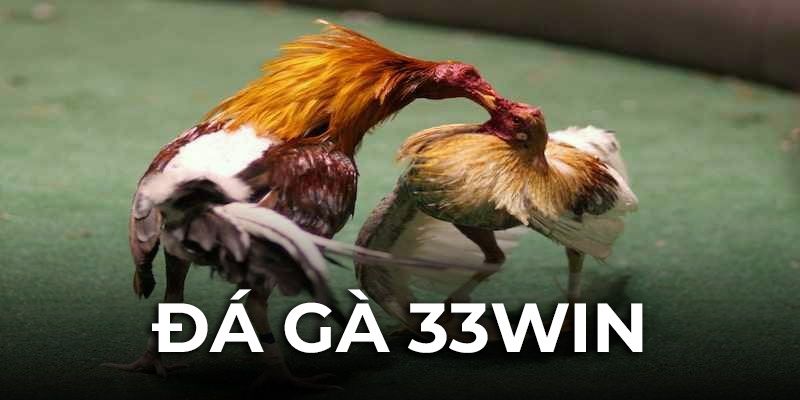Đá Gà Trực Tuyến 33WIN – Sân Chơi Sôi Động Đầy Kịch Tính Cách thức đăng ký tài khoản tham gia đá gà 33win