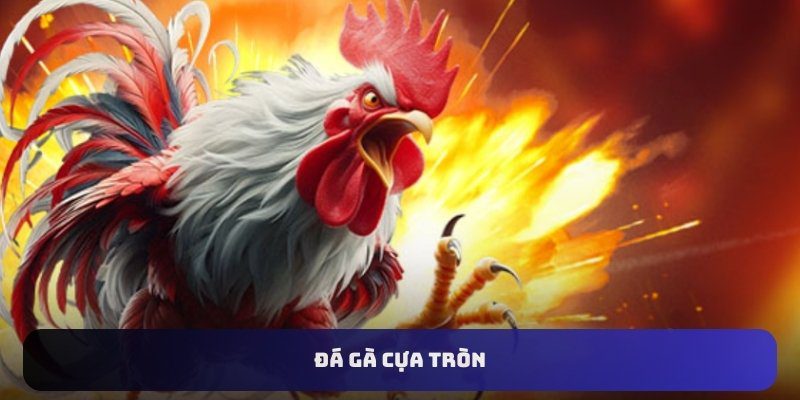 Đá Gà Trực Tuyến 33WIN – Sân Chơi Sôi Động Đầy Kịch Tính Tham gia đá gà cựa tròn